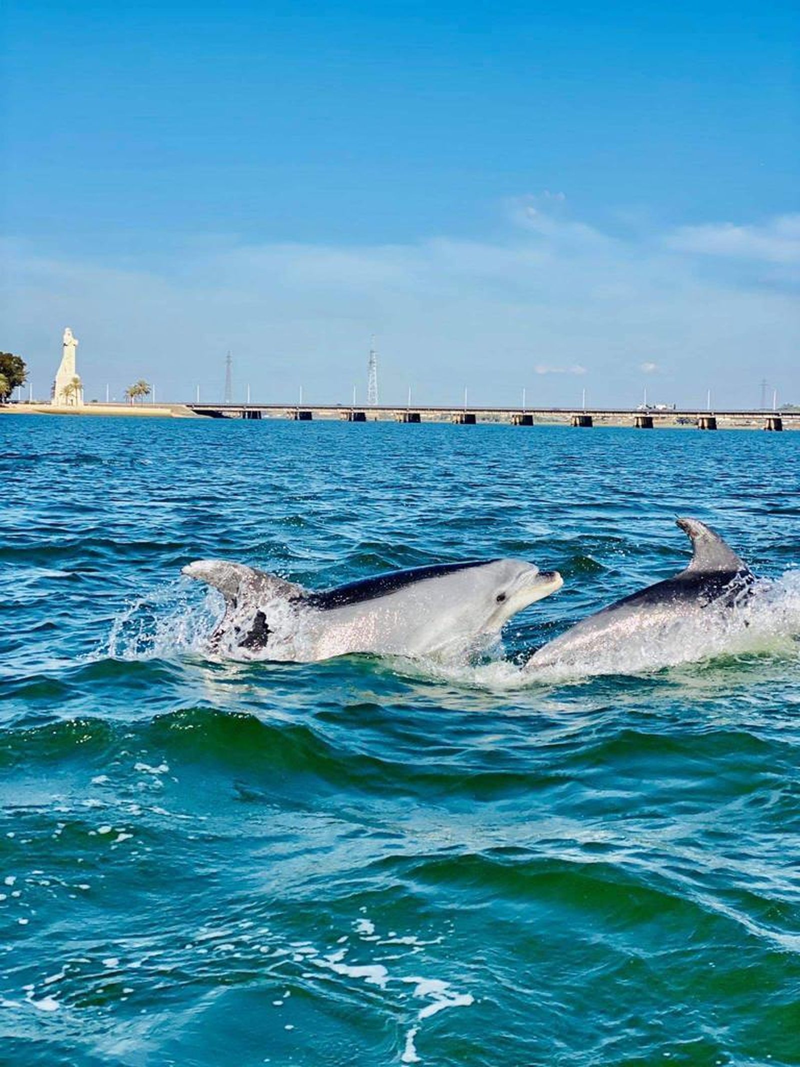 Avistamiento de delfines en la Punta del Sebo.