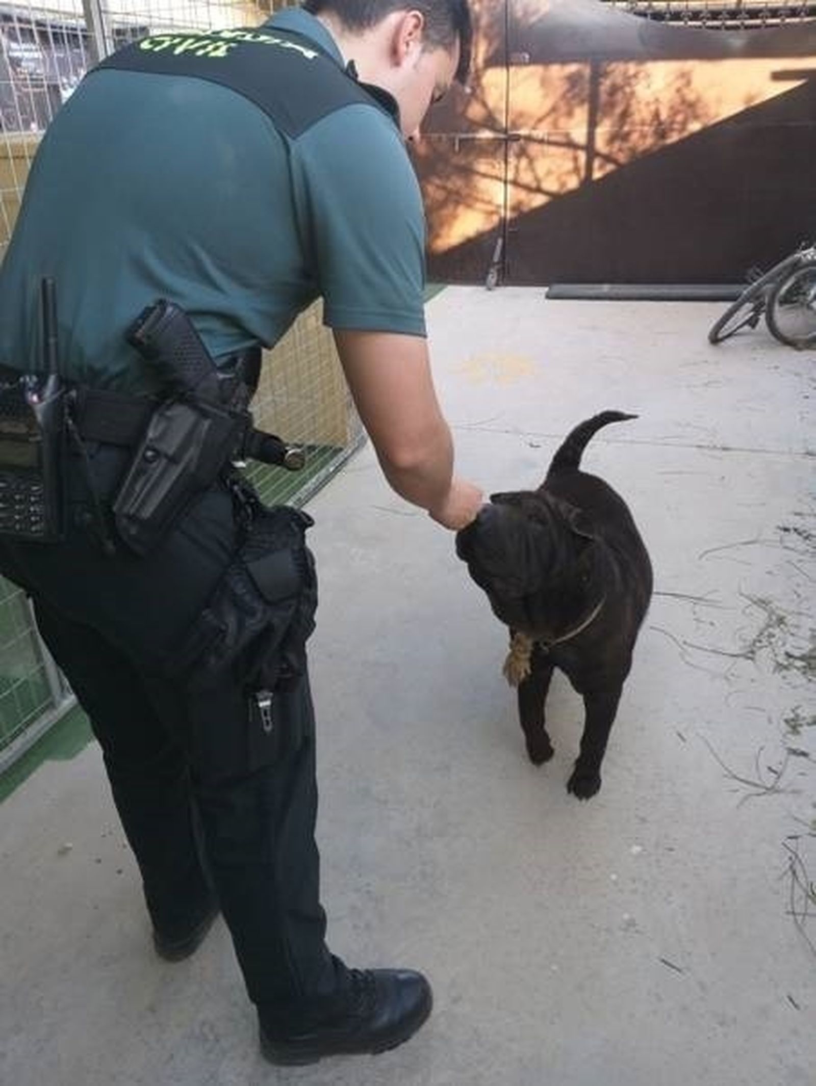 El perro, de la raza Shar Pei,  en el momento de su rescate de la parcela de Utrera donde fue abandonado.