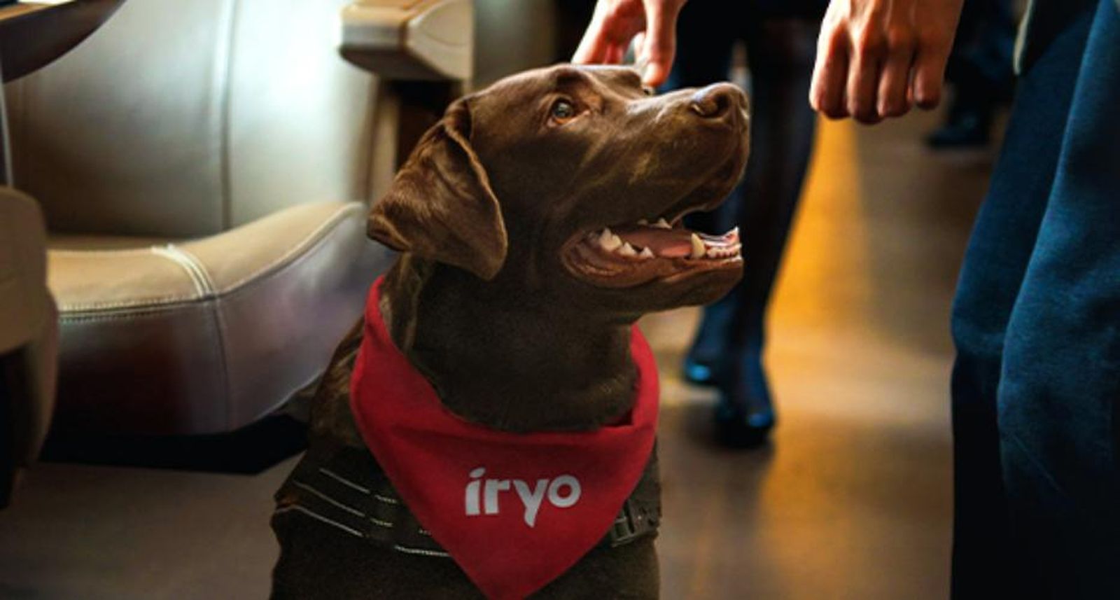 Perro identificado para viajar en iryo.