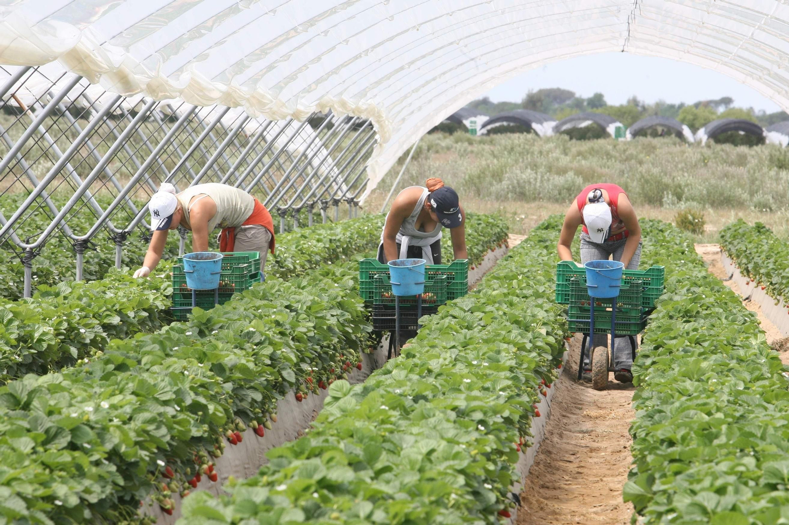 Jornaleras trabajan en una explotación fresera onubense.