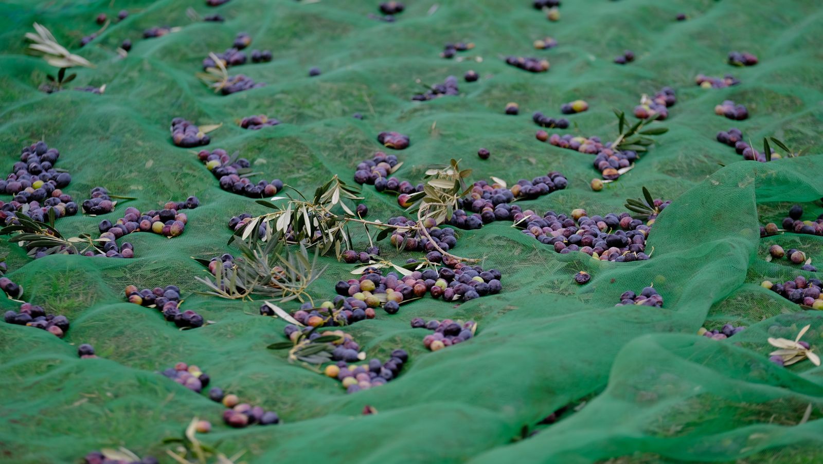 Fotogalería recolección aceituna en Abla. Almería