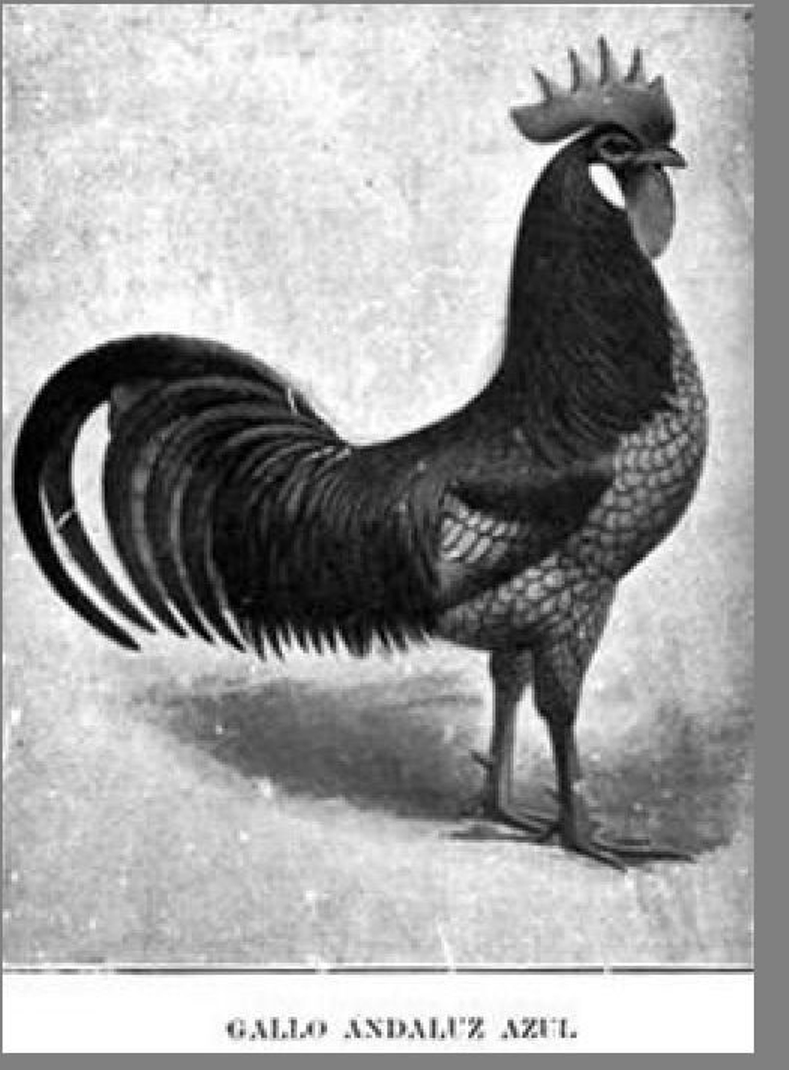 Grabado de gallo andaluz azul.