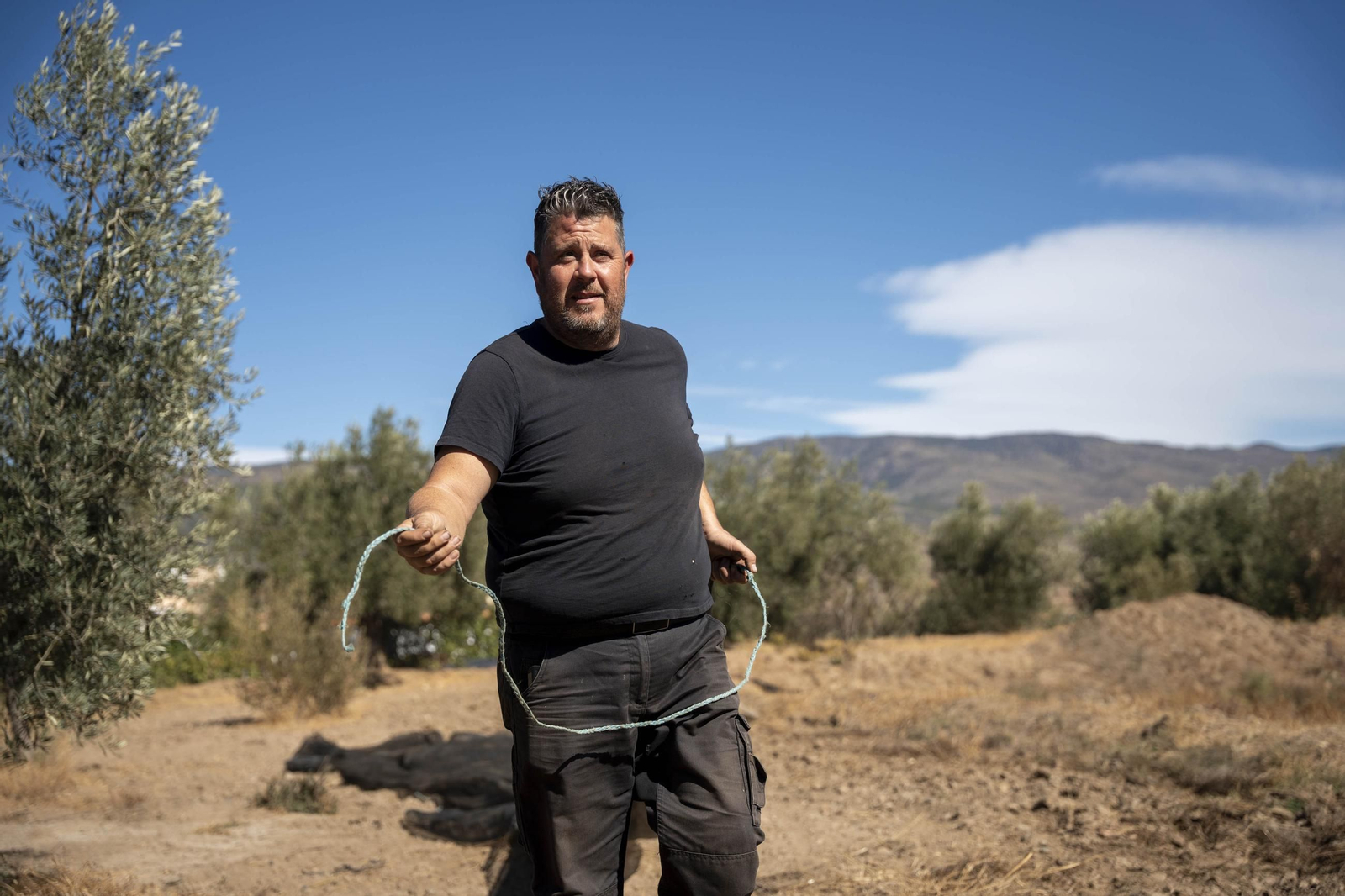 Las imágenes de la campaña recogida de acetuna en Fiñana