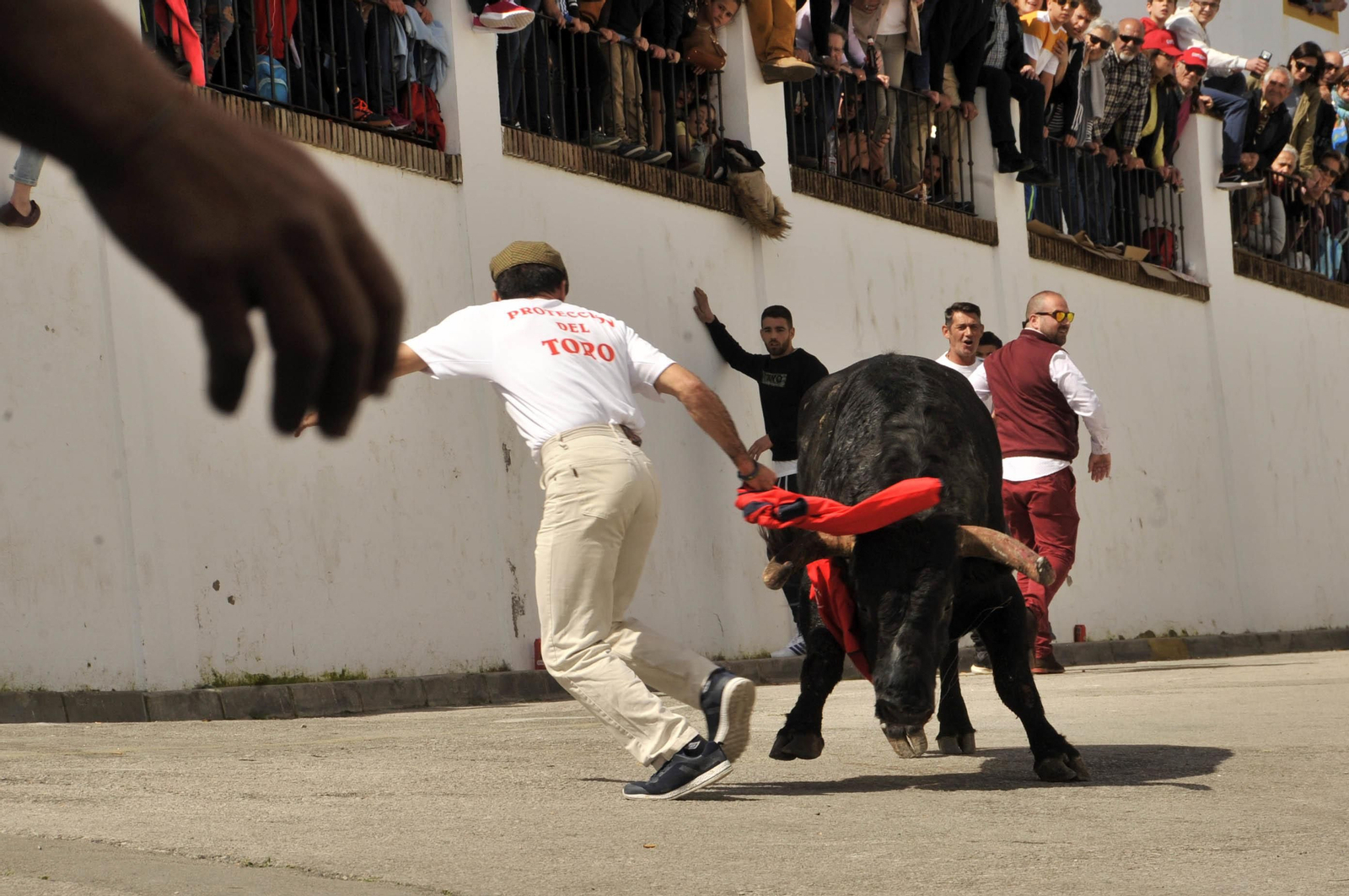 Imágenes del Toro del Aleluya en Arcos