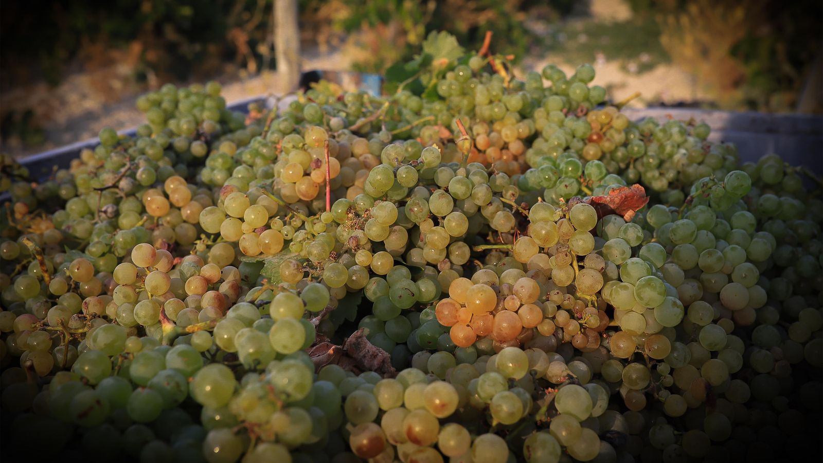 Imágenes de la vendimia de Bodega Estévez