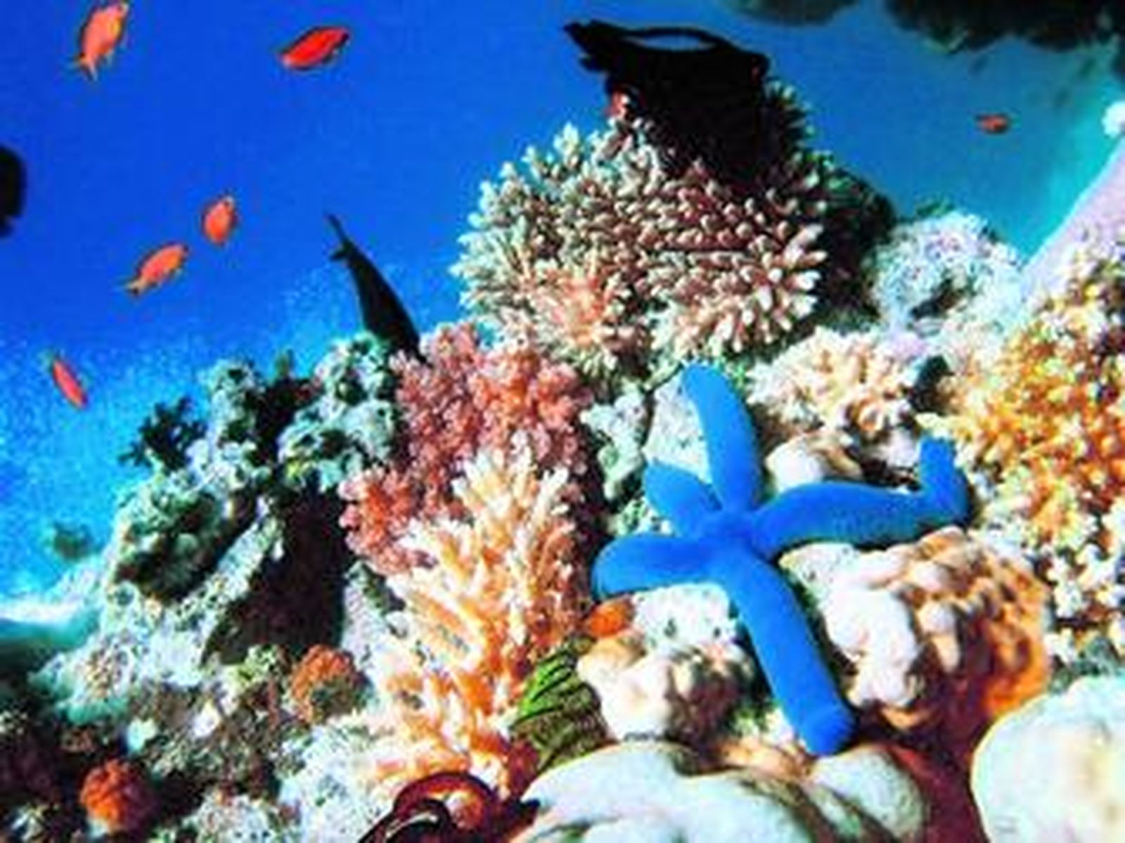 Un tesoro por descubrir bajo el mar