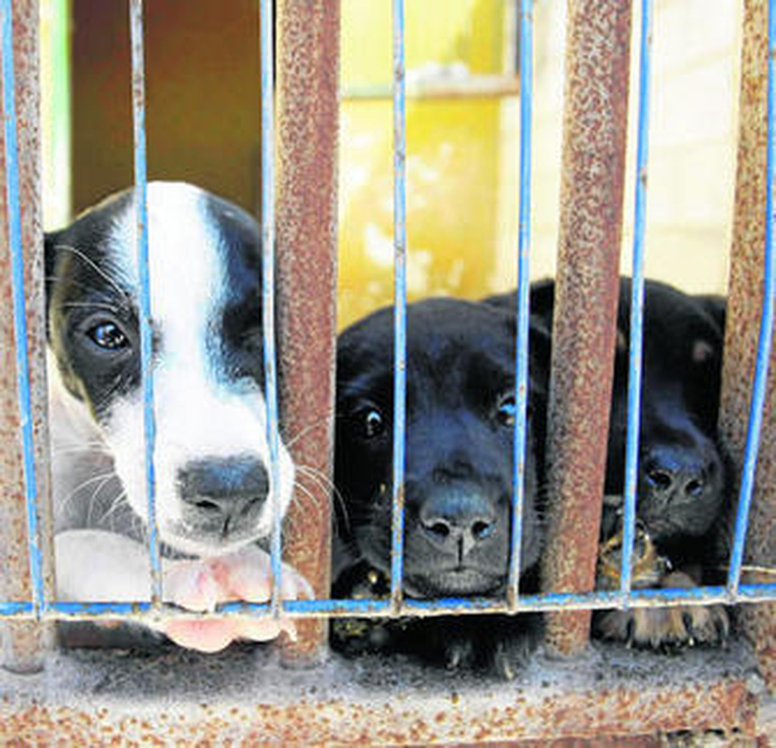 El maltrato que no cesa