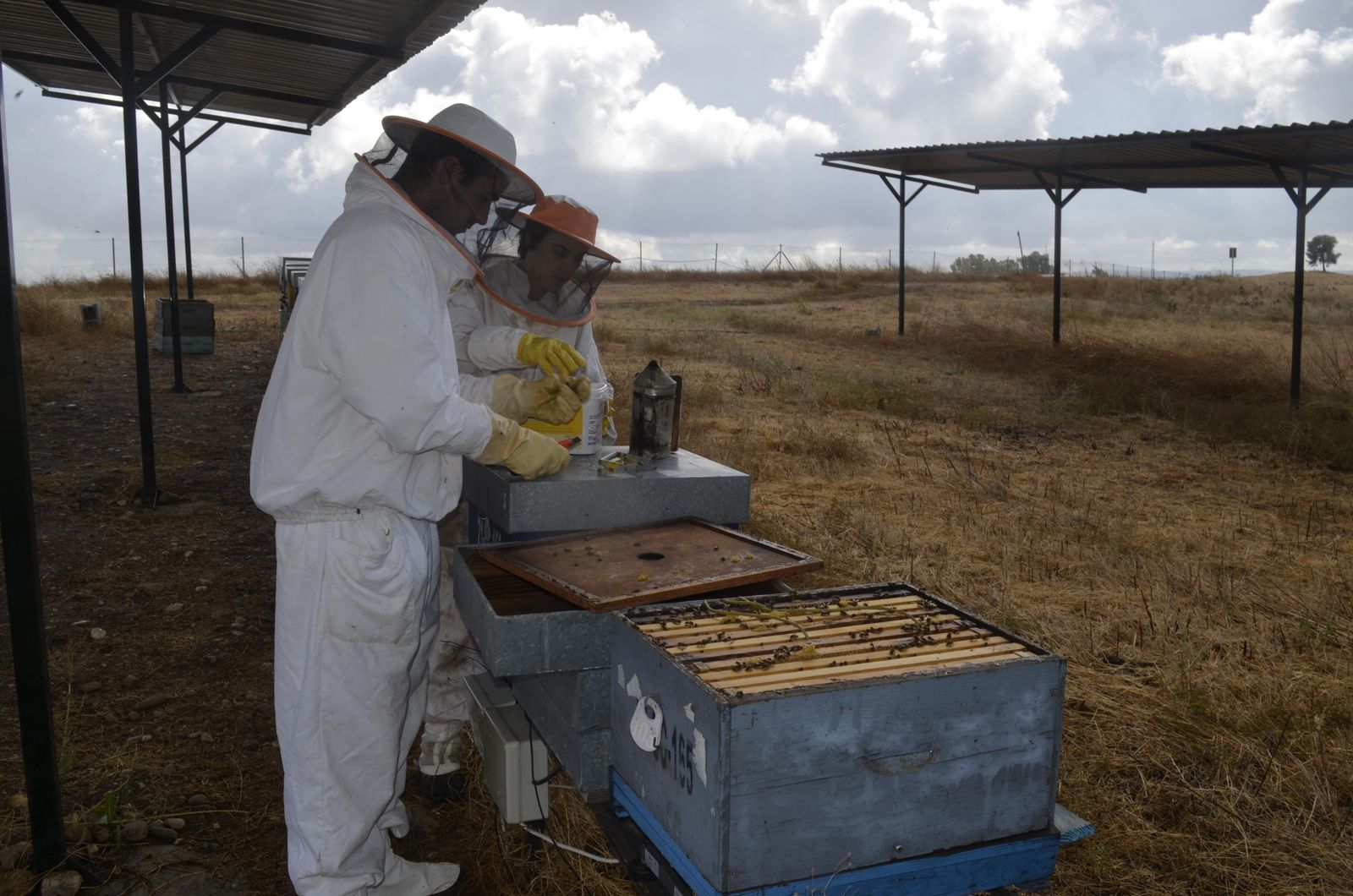Investigadores de la UCO durante el desarrollo del estudio de las abejas.