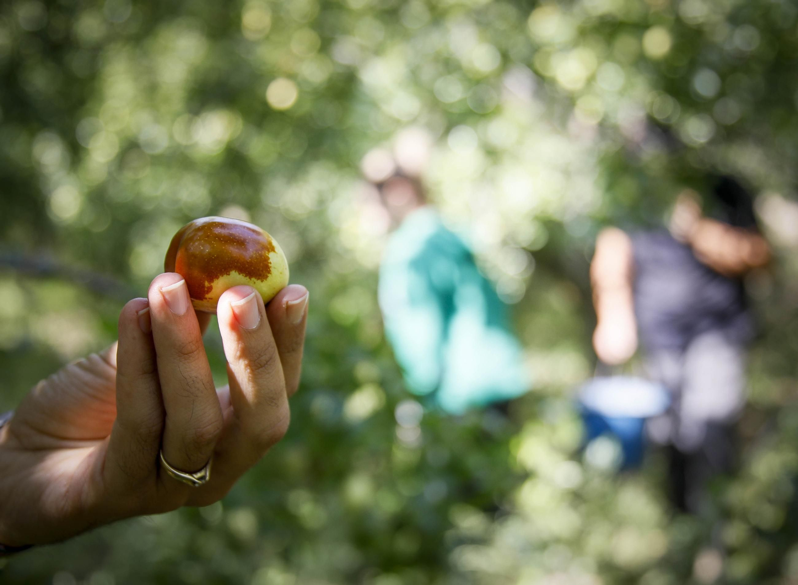 Imágenes del cultivo de azufaifas en Abrucena