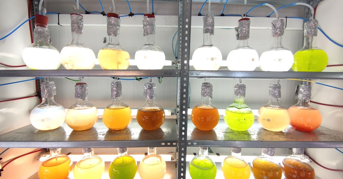 La UAL patenta un método para aumentar el tamaño de las microalgas y ...