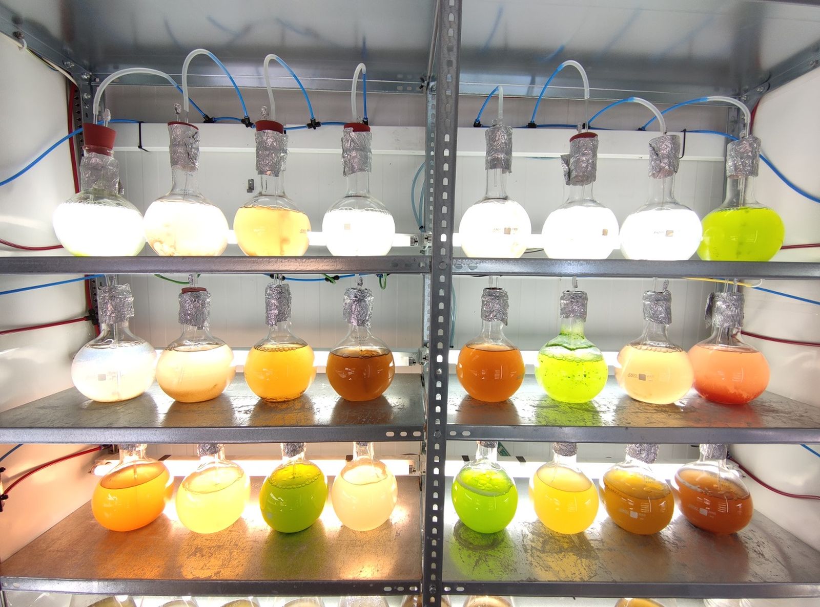 Estanteria con las muestras de microalgas.
