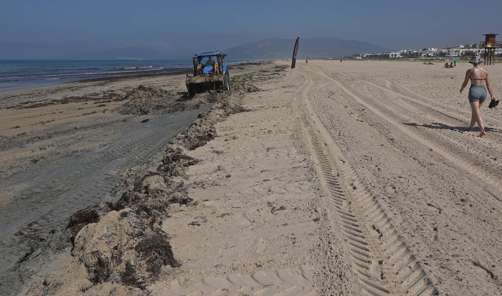 El alga invasora cubre de nuevo la playa de Los Lances en Tarifa