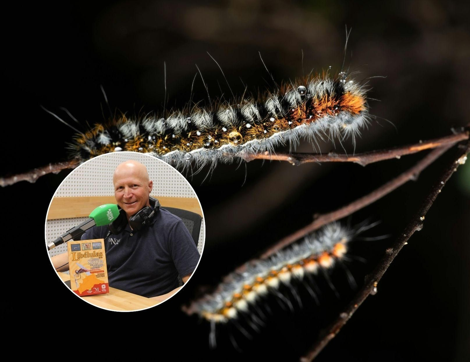 Imagen de la procesionaria.