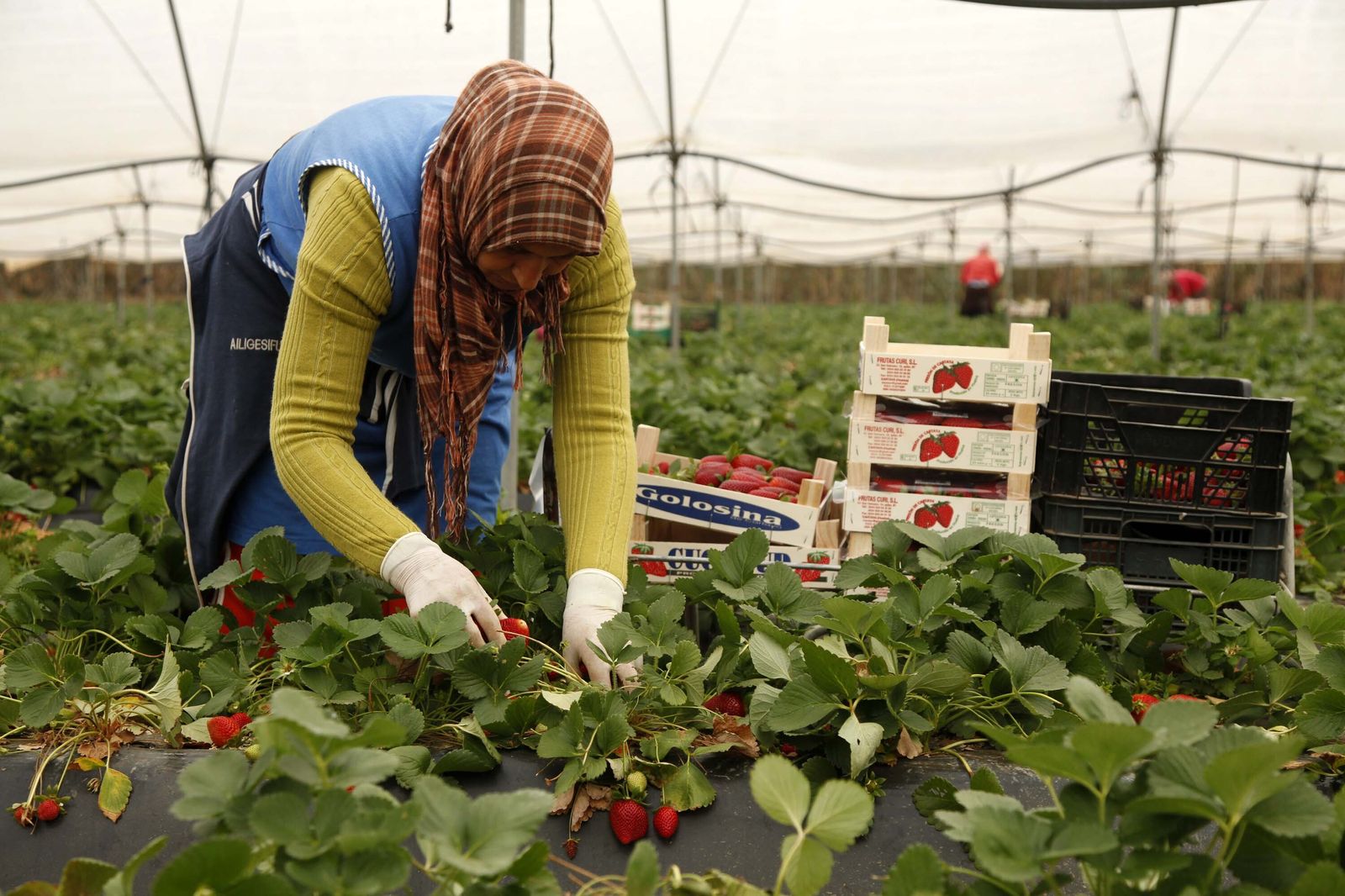 Una temporera  de Marruecos en plena faena de recolecta de fresa  en una finca onubense.