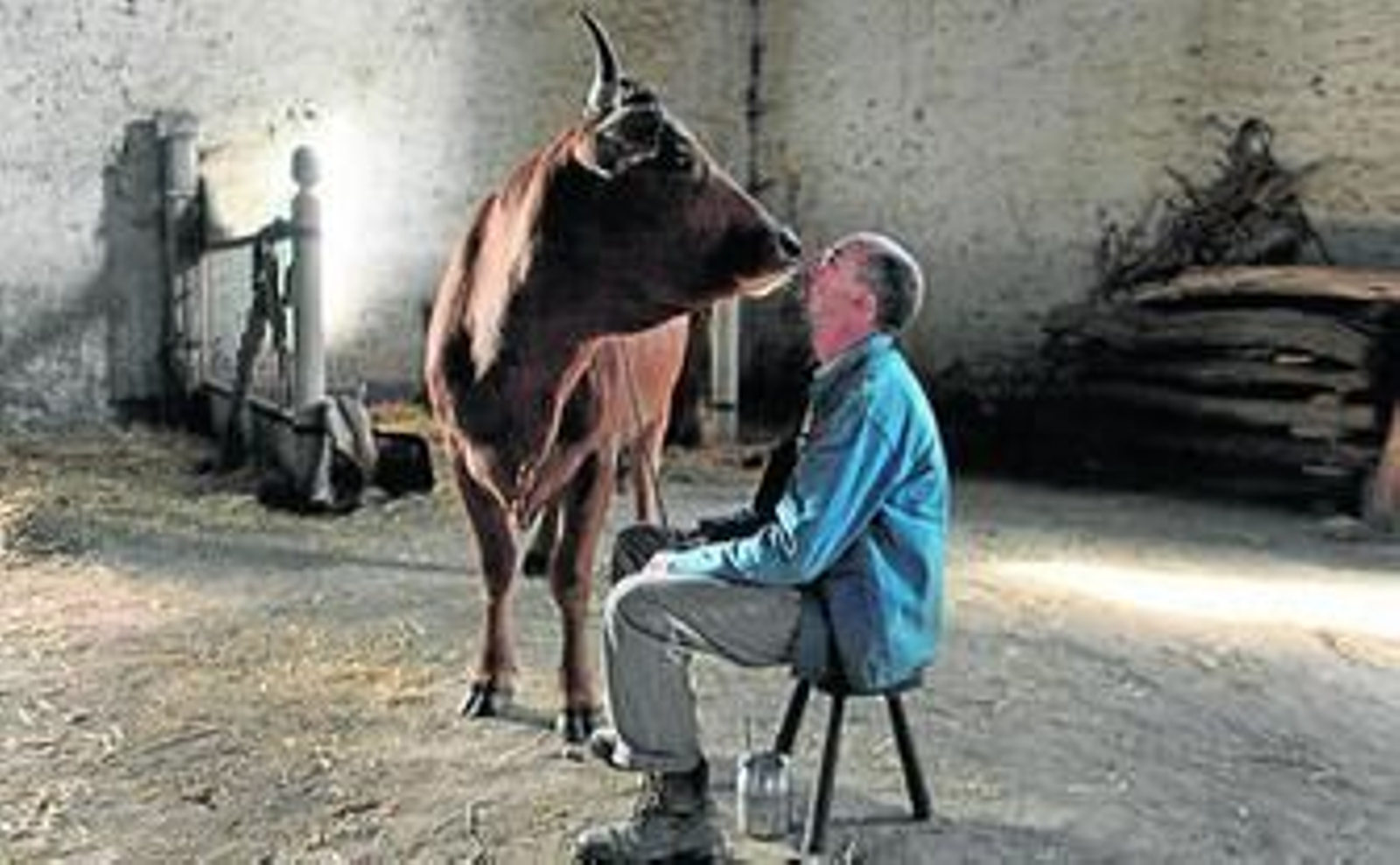 Fatsah Bouyahmed con la vaca, en una escena de la película.