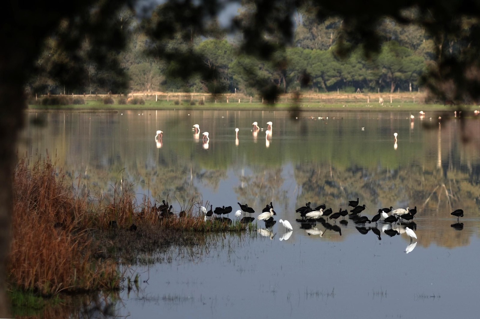 Doñana en una imagen de archivo.