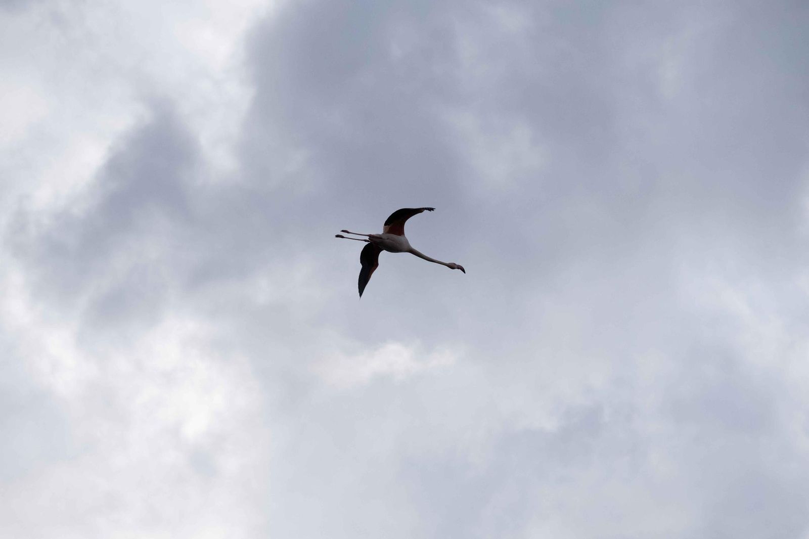 Laguna de Fuente de Piedra tras las lluvias, en fotos
