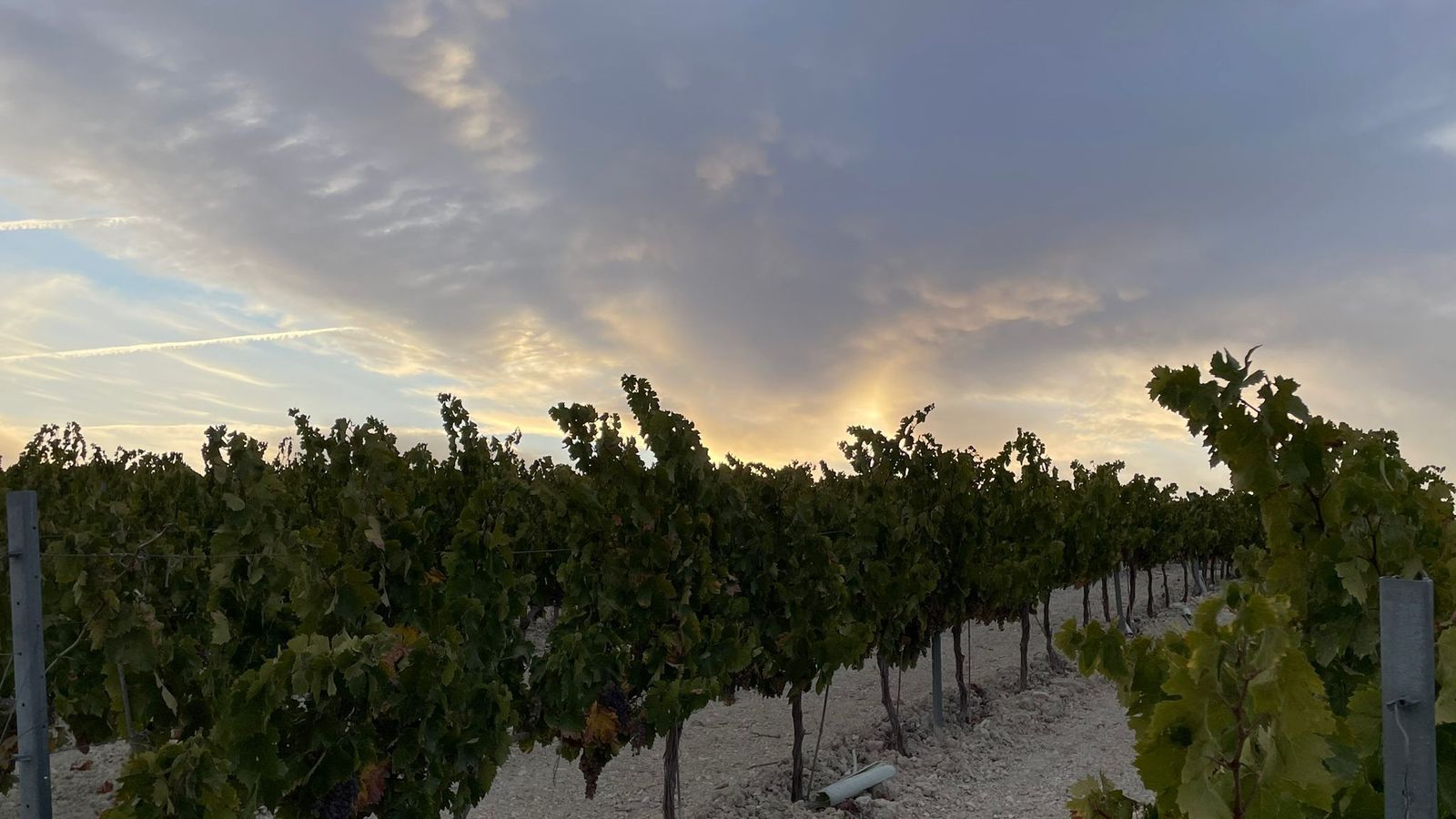 Viñedo de Pedro Ximénez al amanecer.