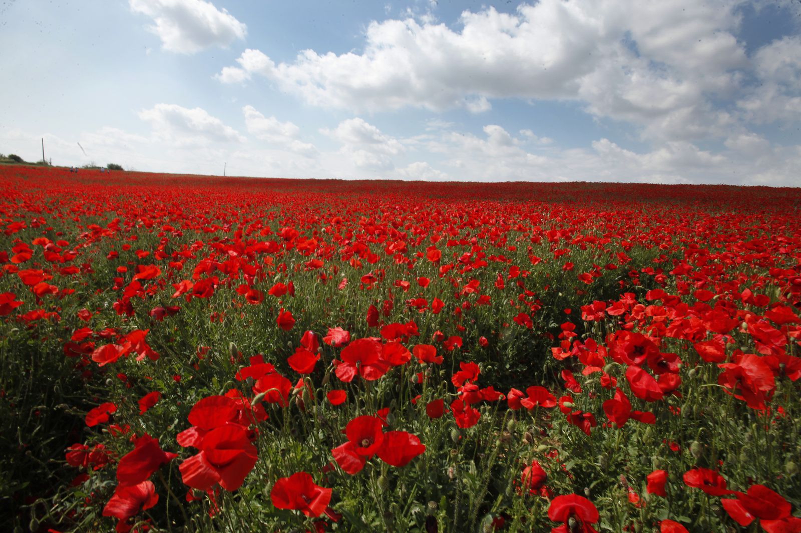 Campo de amapolas en Alcalá de Guadaira