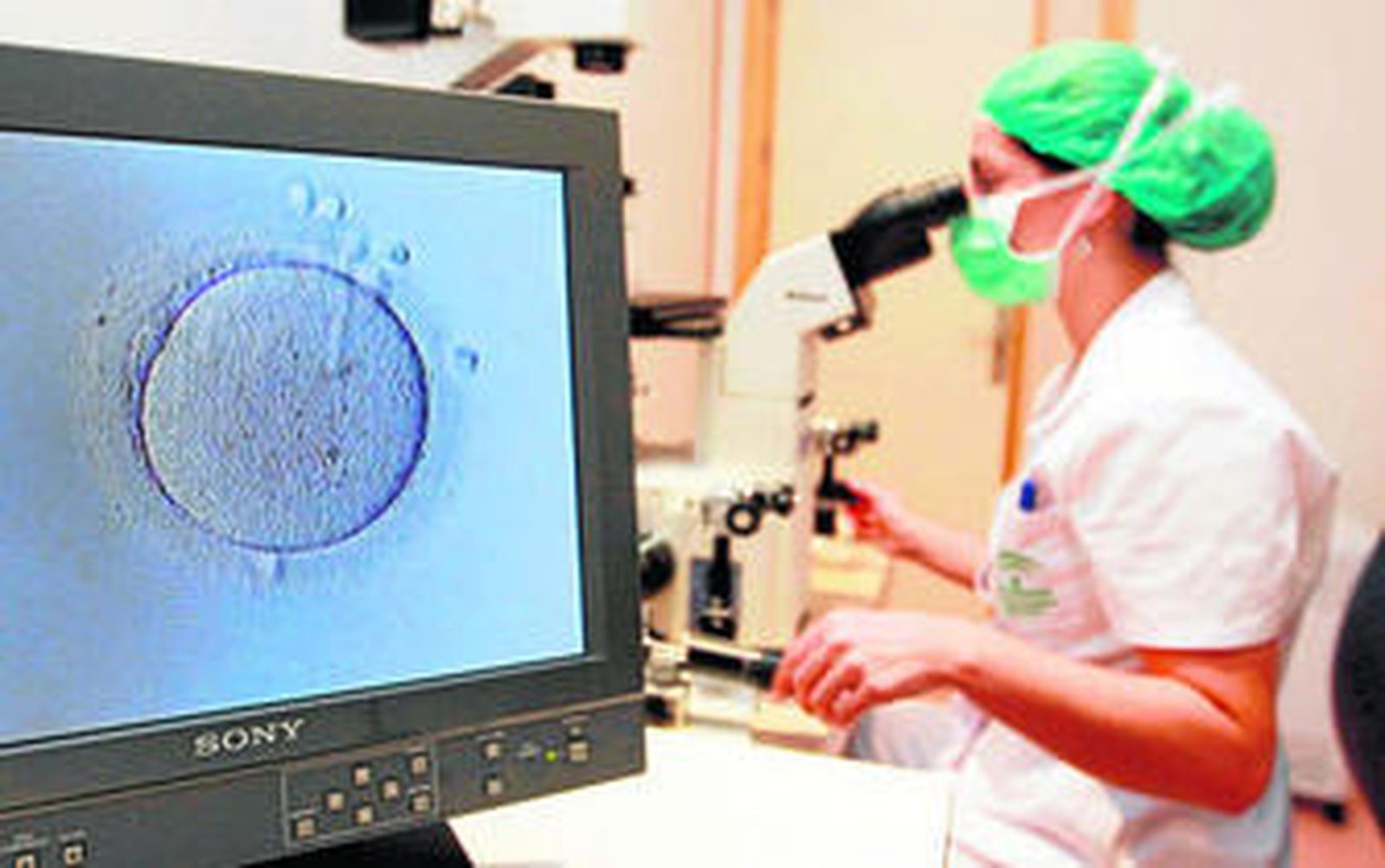 Una especialista observa a través del microscopio un ovocito.
