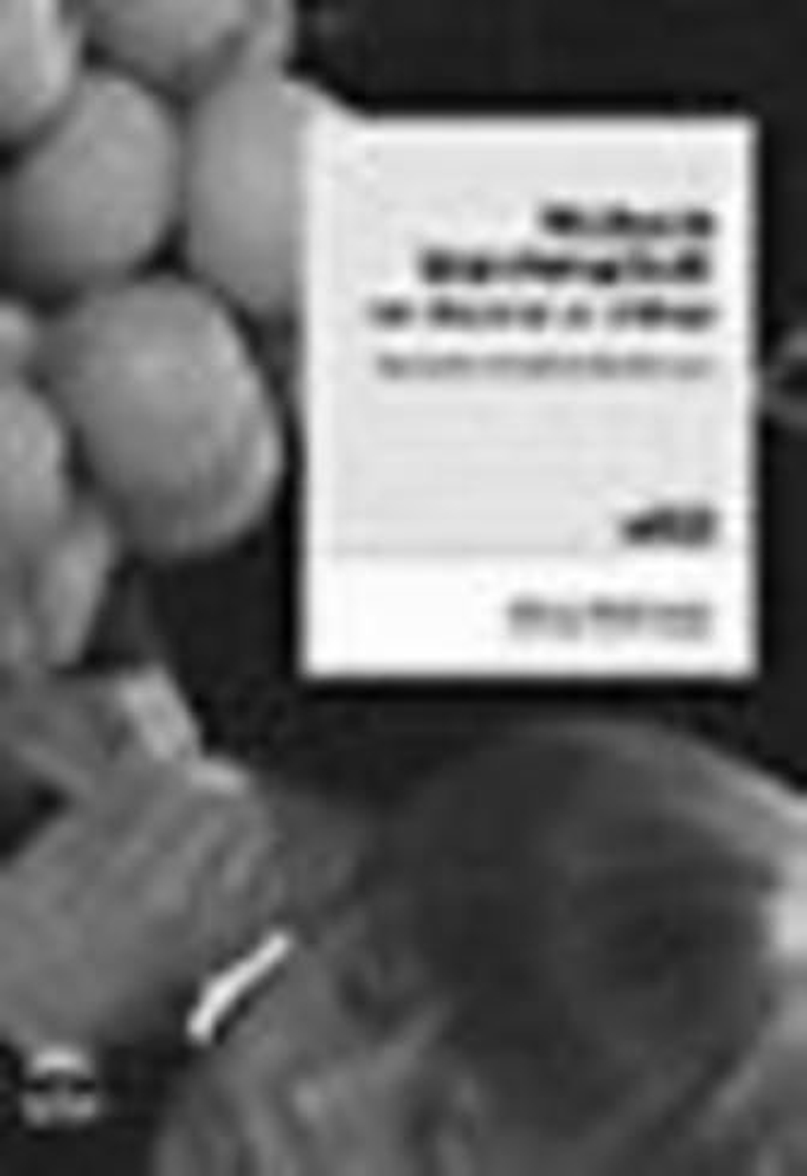 Mohsen Makhmalbaf: Irán en primer plano