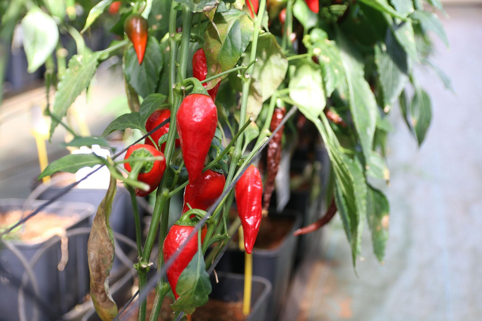 Fotogalería de la presentación de Plataforma Tierra, de Cajamar e IBM