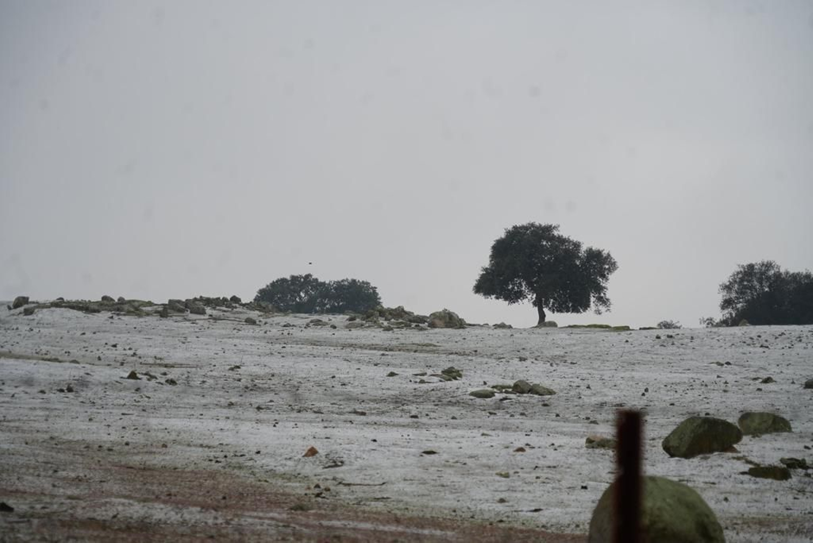 La nieve tiñe de blanco Los Pedroches. Manto blanco sobre el campo pozoalbense.