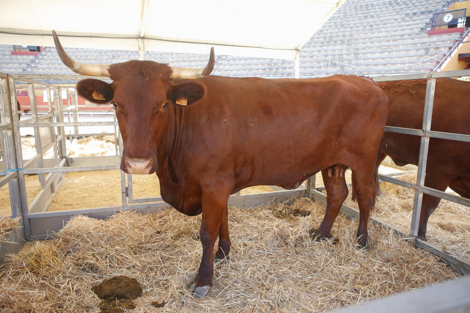 Fotos de la 147 feria del ganado en Algeciras