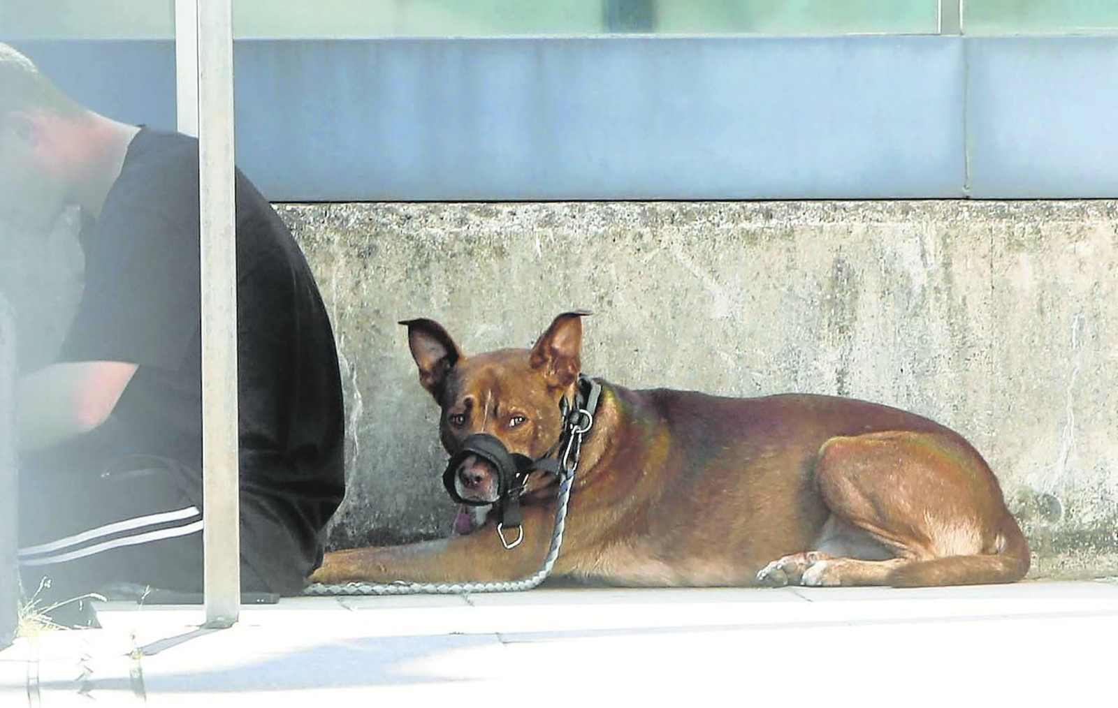 Un perro ataca a un juez