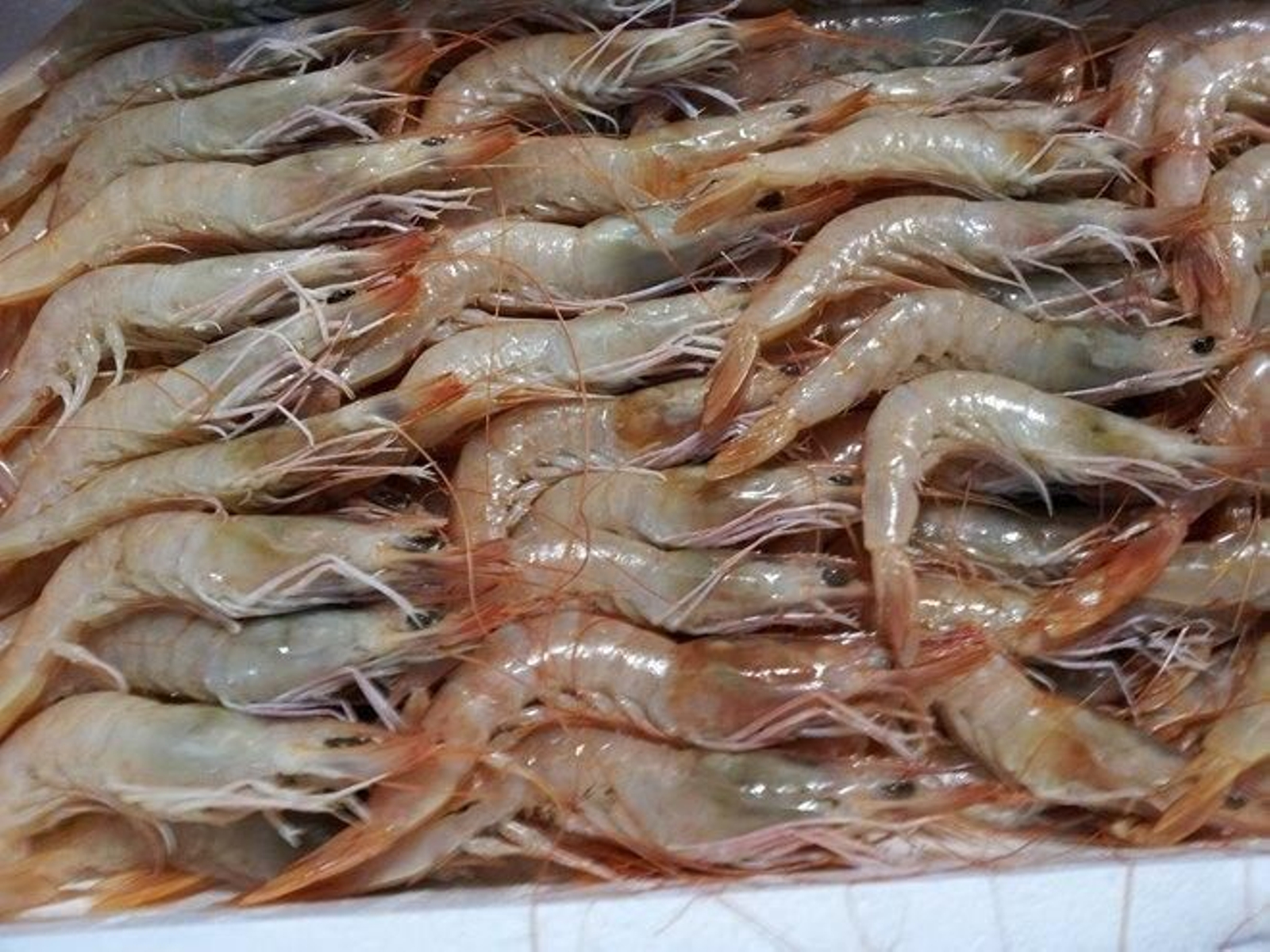 Gamba blanca:  Parapenaeus longirostris