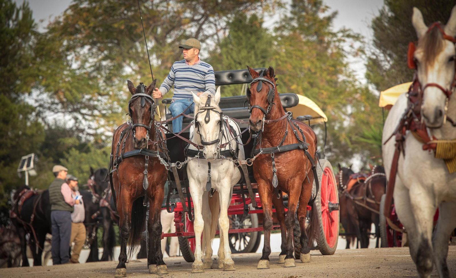 Búscate en la III Ruta Viñas de Jerez de Enganches