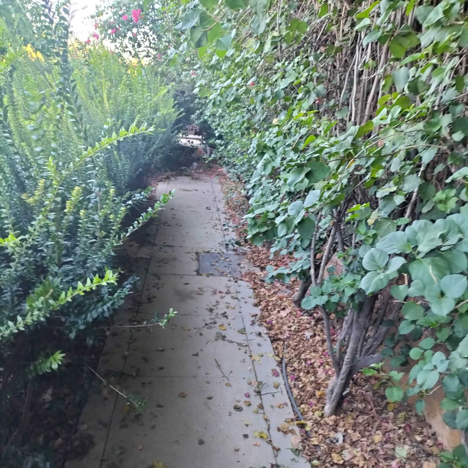 Otra vista de la zona verde del Muelle de Nueva York por donde se esparcía el asentamiento.
