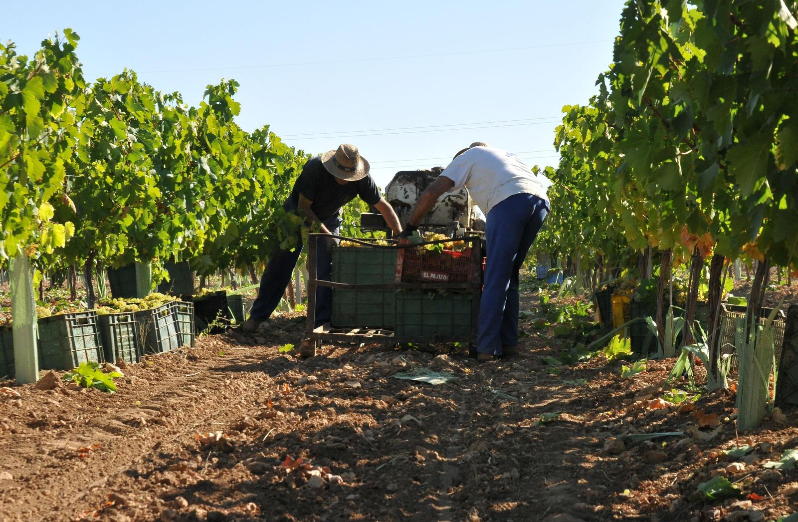 Vendimia en el marco Montilla-Moriles.