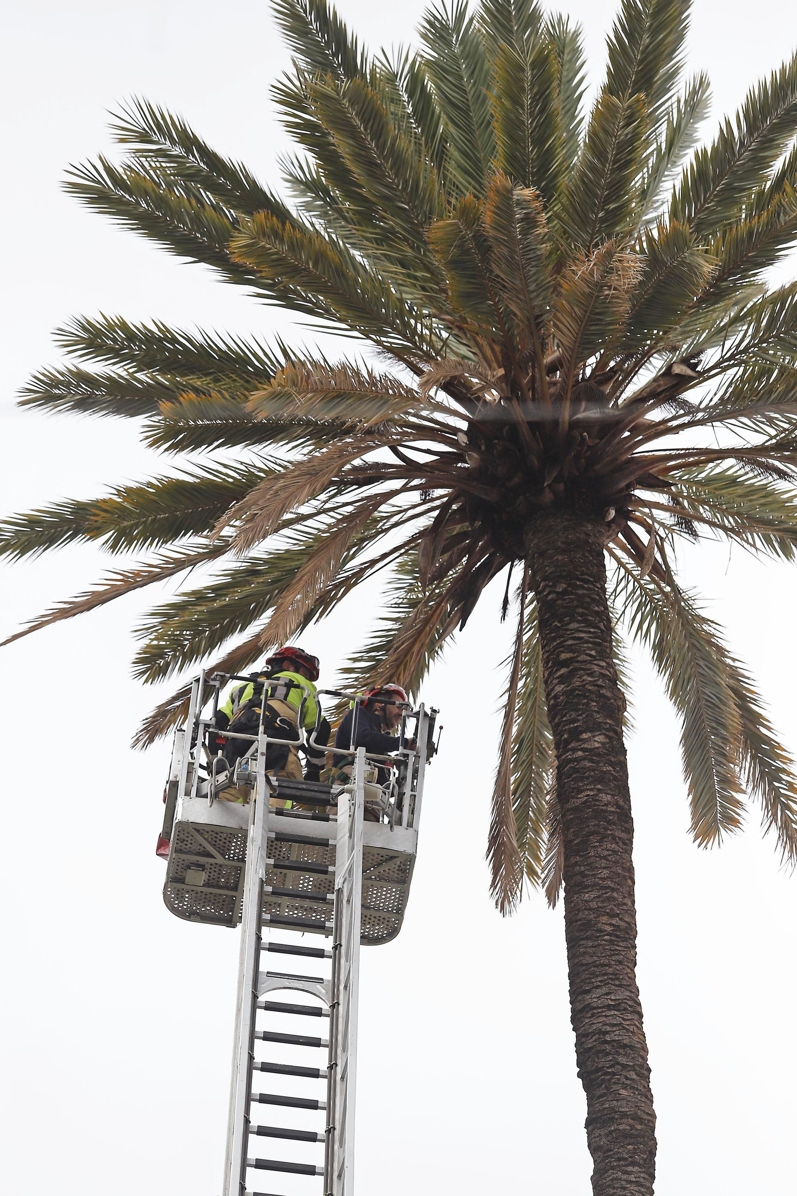 La palmera de Huelva es sometida a una inspección y posterior poda tras el paso del último temporal