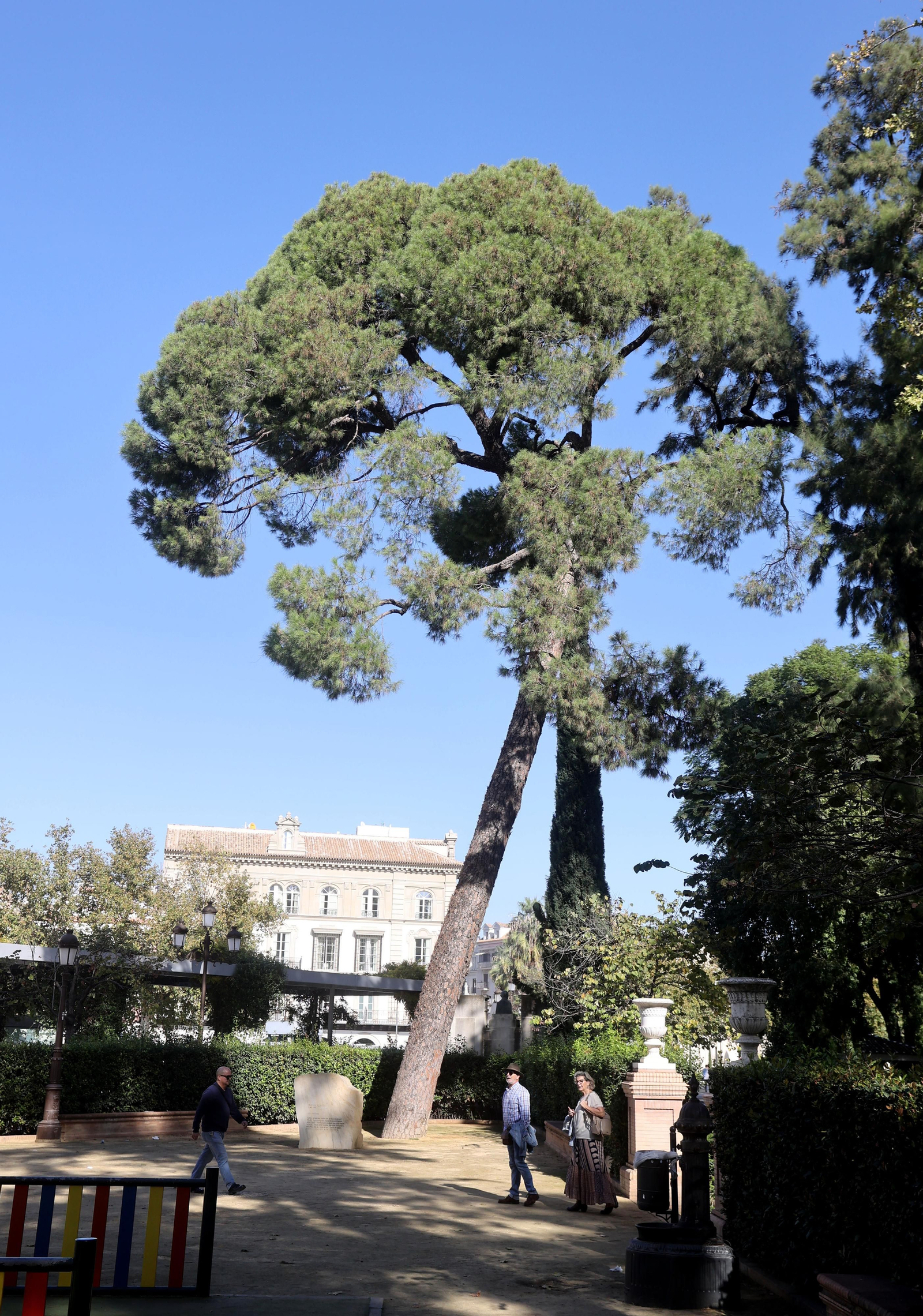 Los árboles más singulares del nuevo catálogo de Sevilla
