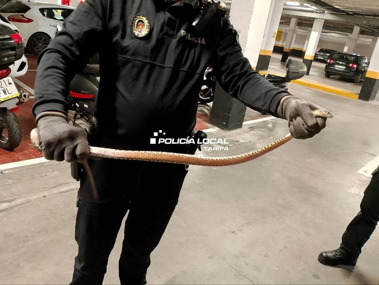 La serpiente capturada por la Policía Local de Tarifa.