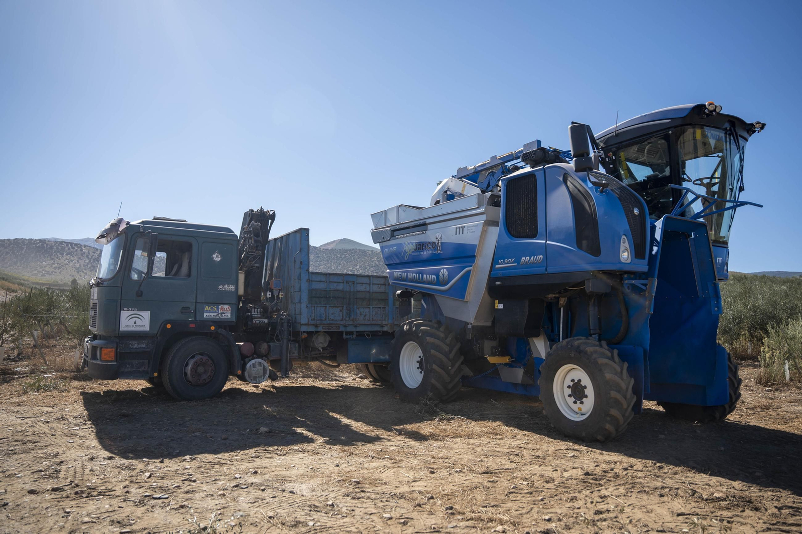 Las imágenes de la campaña recogida de acetuna en Fiñana