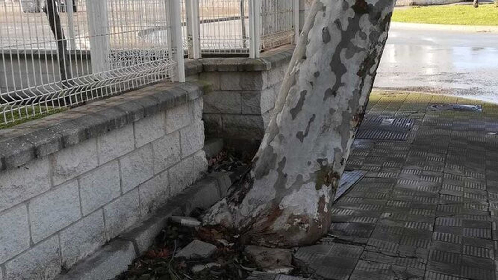 Uno de los árboles que ha levantado la acera junto a la comunidad Blegamar.