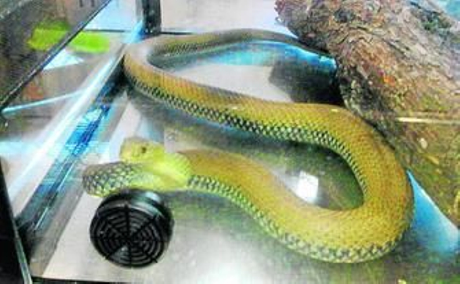 Imagen de la serpiente capturada.