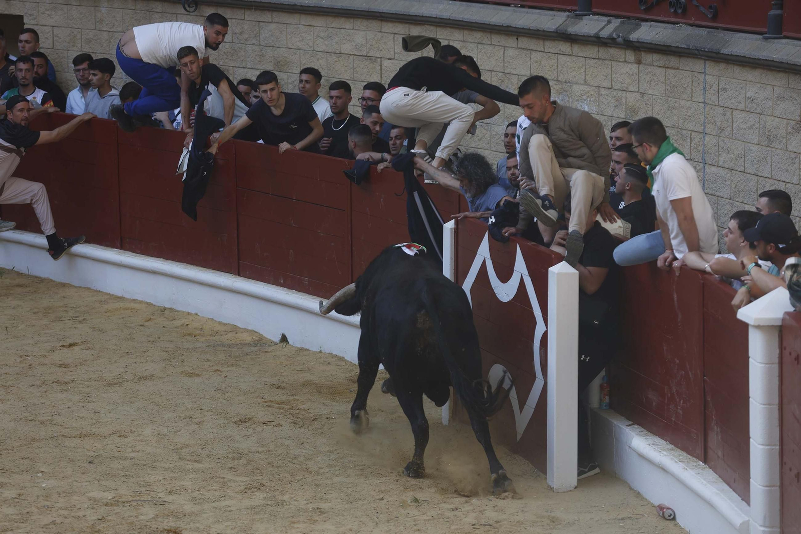 Fotos de los encierros del sábado del Toro Embolao en Los Barrios