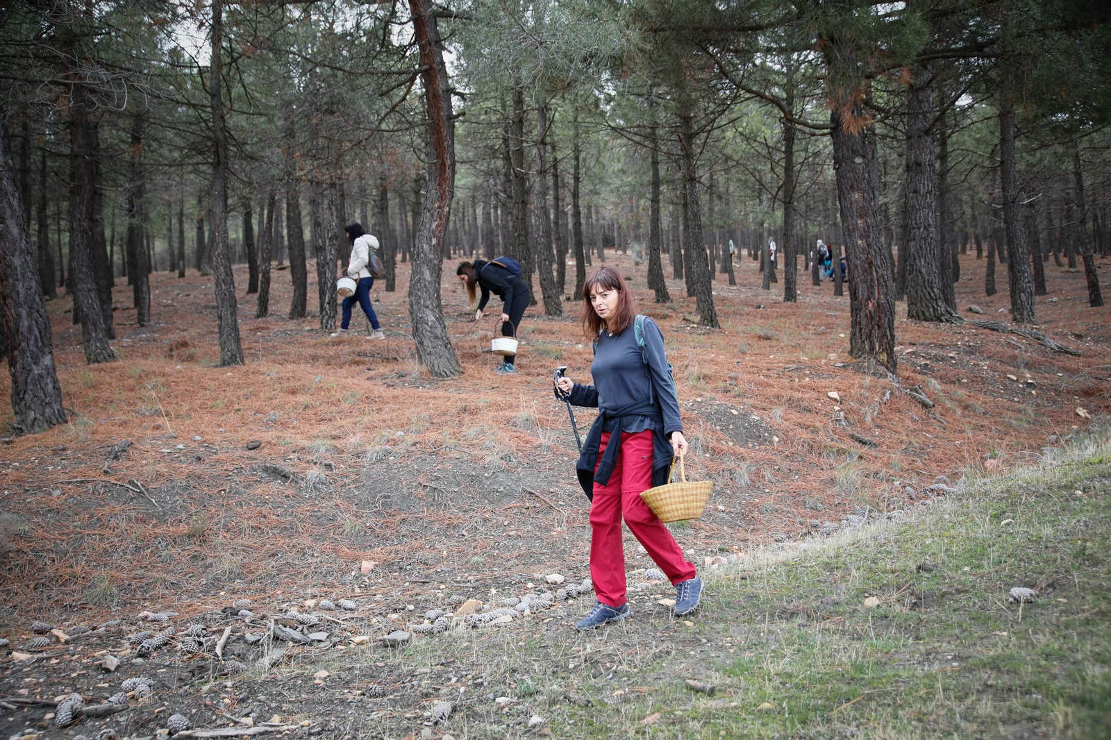 La ruta recolectora de setas en Abla por las XIX Jornadas Micológicas, en imágenes