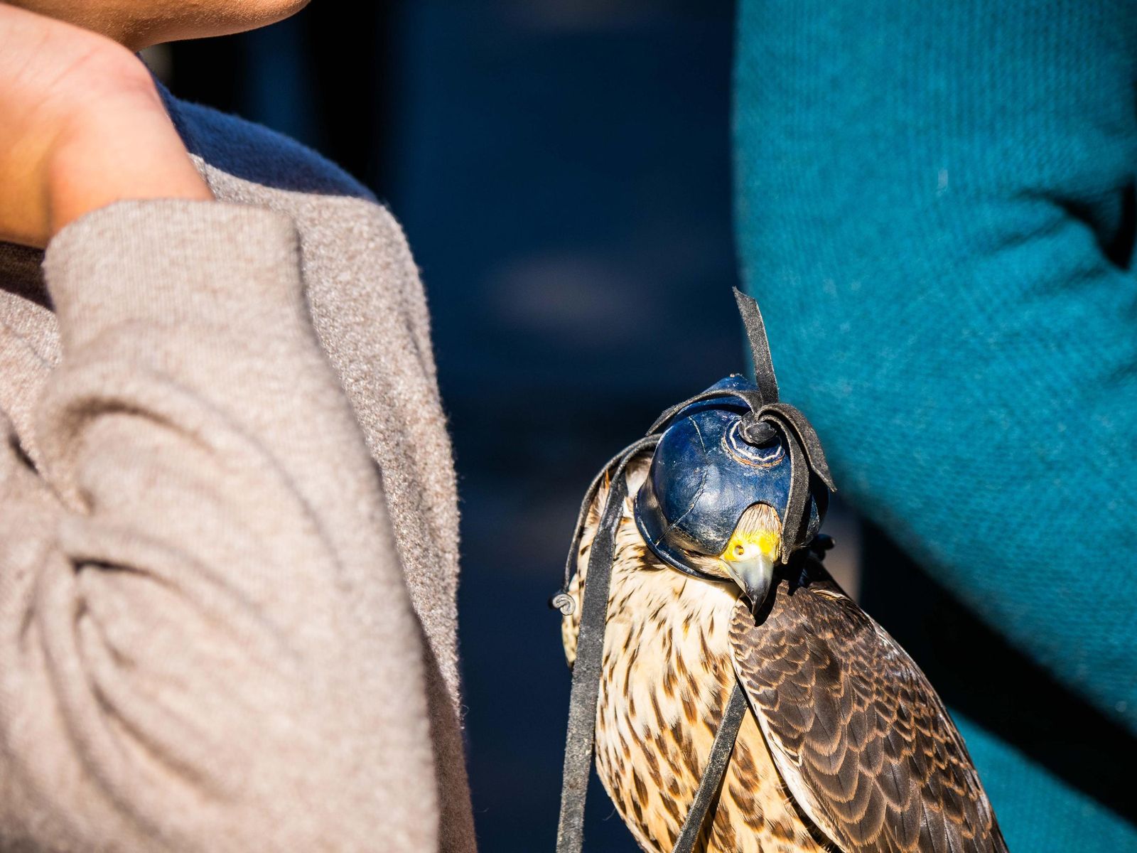 Las imágenes de San Antón 2025 en San Fernando