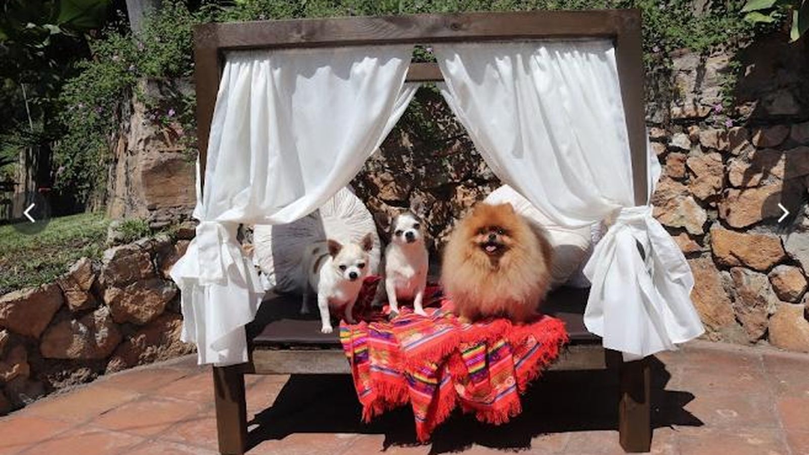 Varios perros descansan en una estructura de cama balines