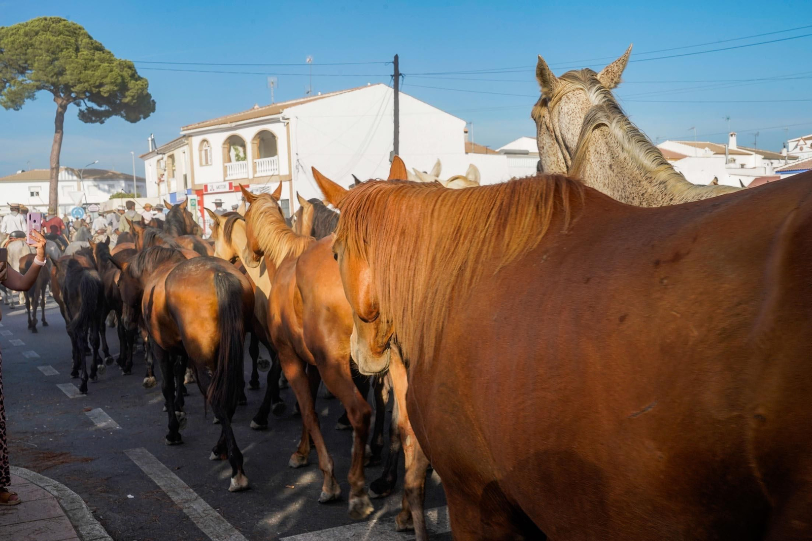 Las imágenes más destacas de la recogida de las yeguas en Hinojos