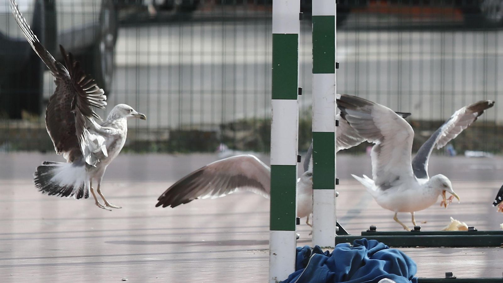 Gaviotas en el patio de un colegio