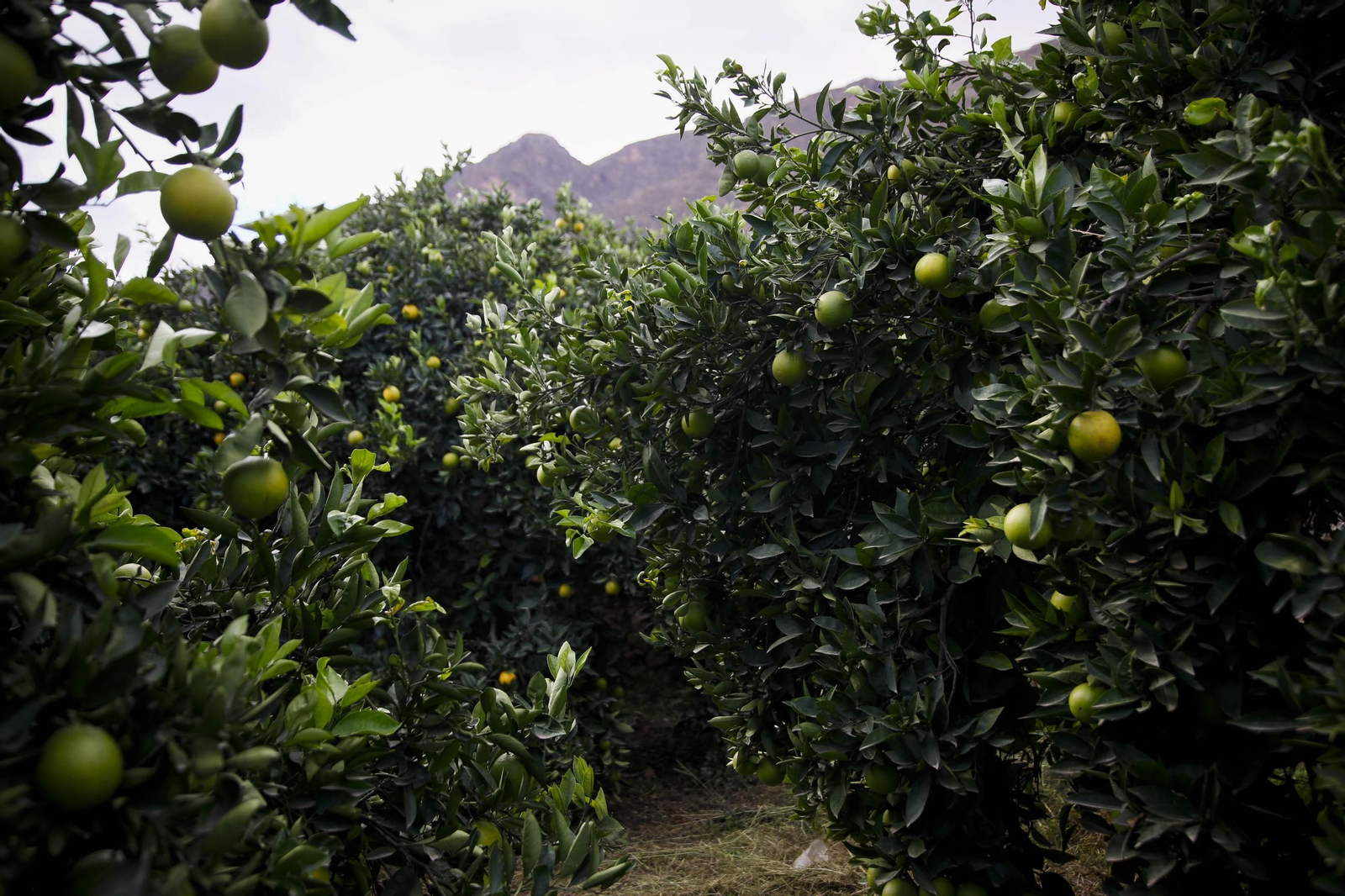 Las naranjas de Íllar, en imágenes