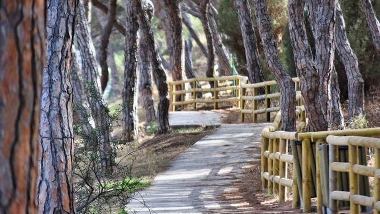 Camino de los Enebrales. Imagen de archivo.