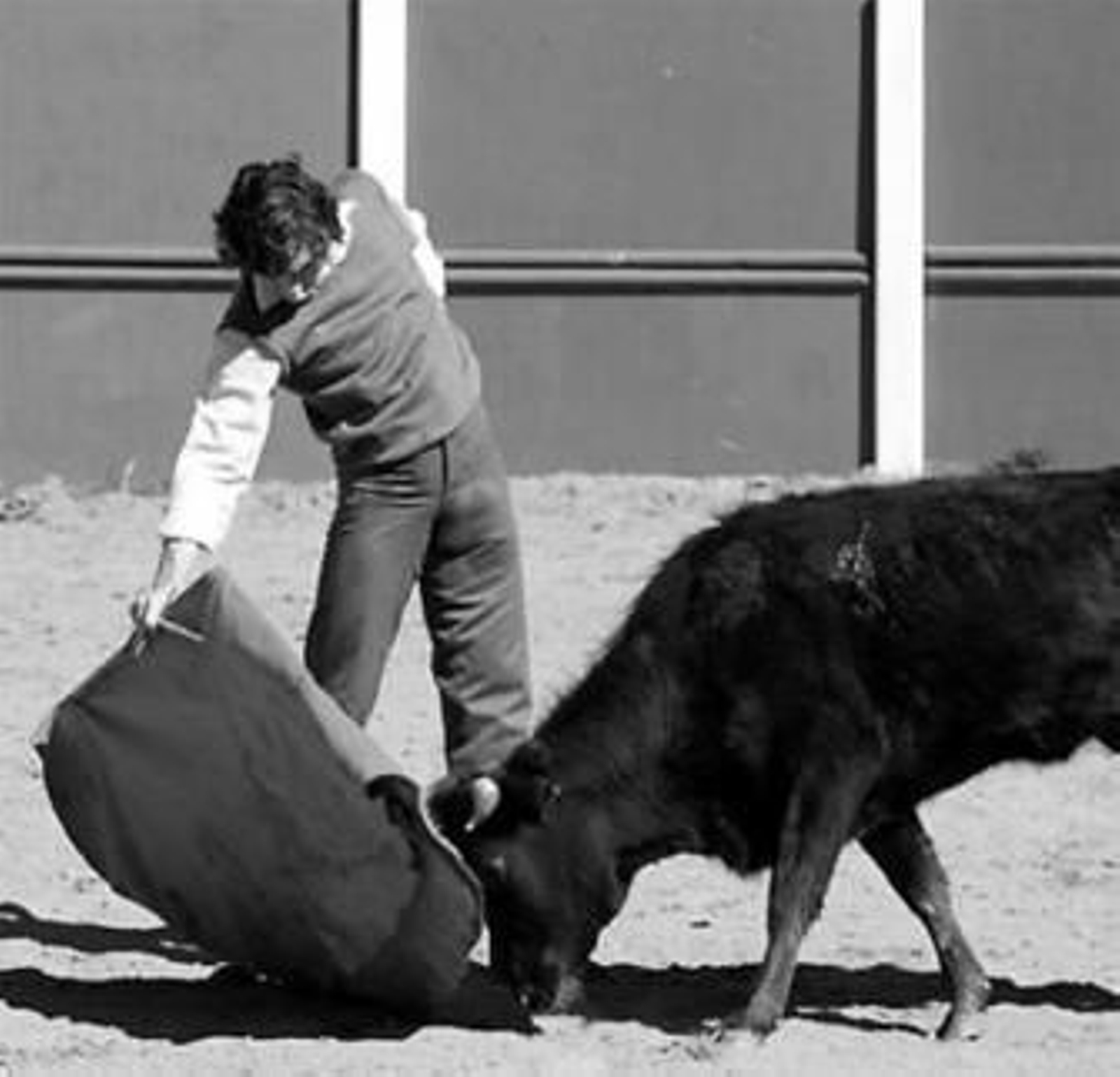 Octavio Chacón, en una faena campera, tentando una becerra.