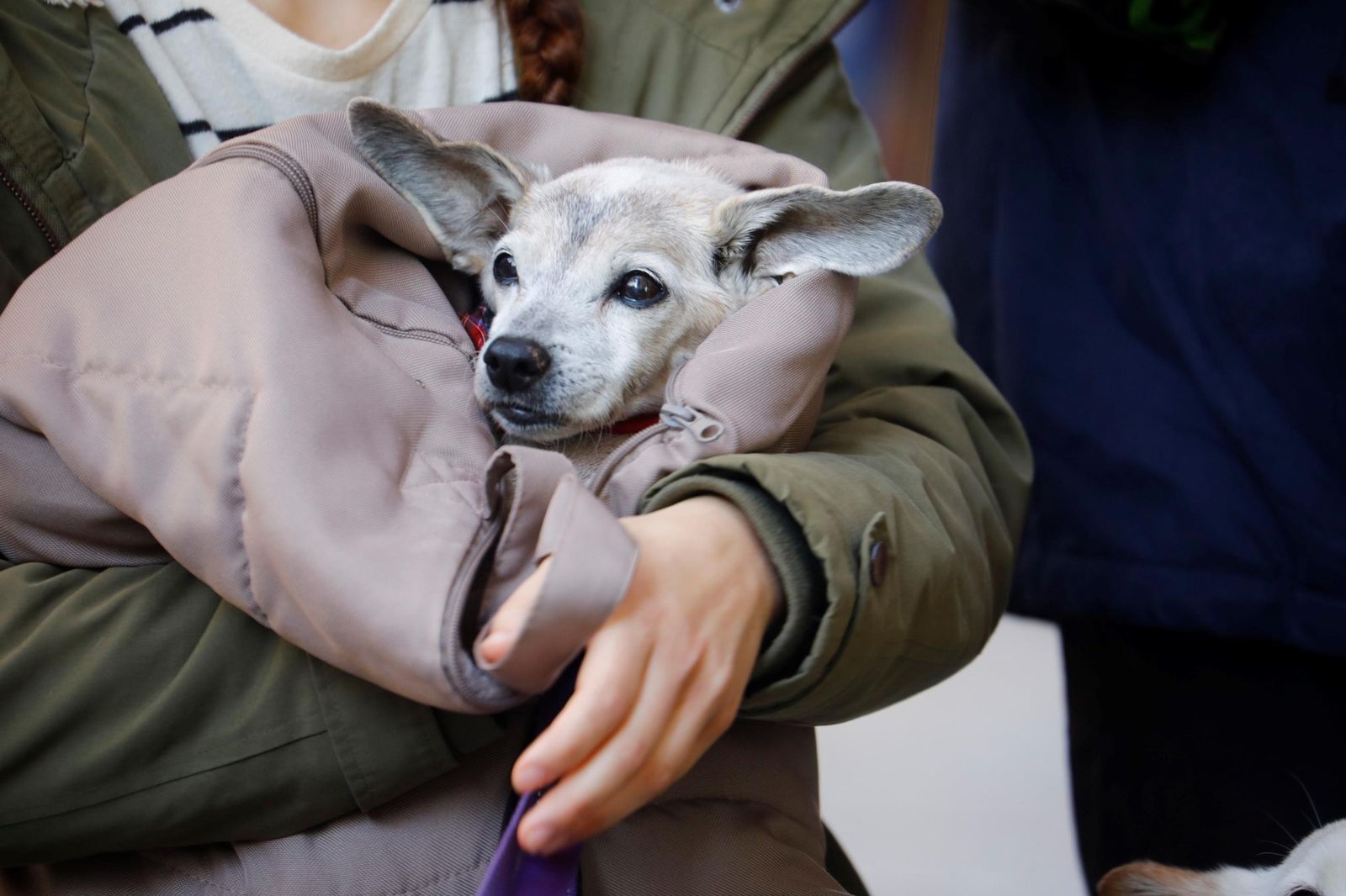 Las mejores imágenes del desfile preadopción de perros y gatos en Córdoba