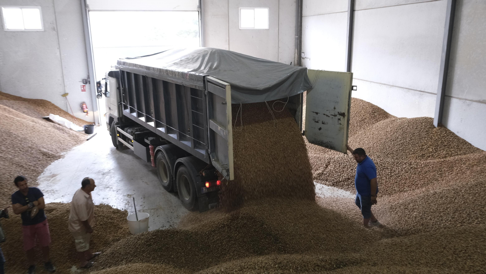 Imágenes de la almendra ecológica de Chirivel